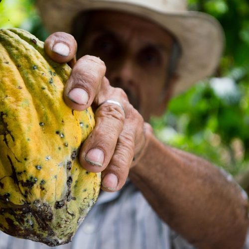 “Píldoras” de cacao para recuperar el sentido del gusto  “Píldoras” de cacao para recuperar el sentido del gusto cacao 500x500